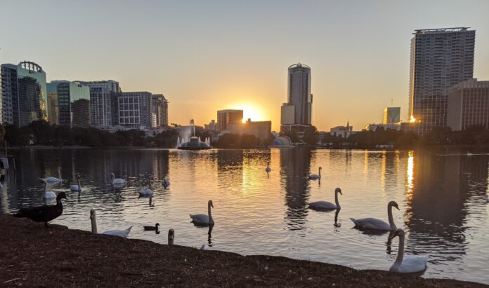 Swans at sunset at Lake Eola Park