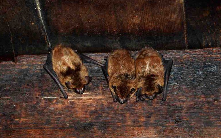 Bats in a dark room