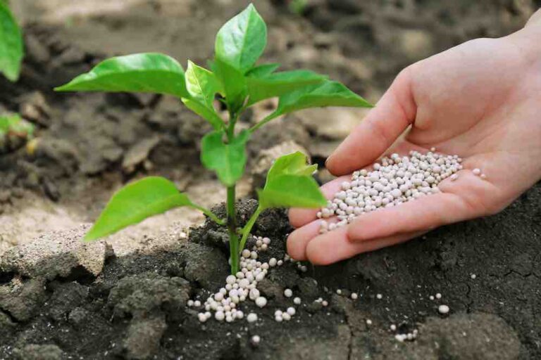 Hand giving fertilizer to small plant