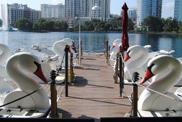 Swan boats at Lake Eola