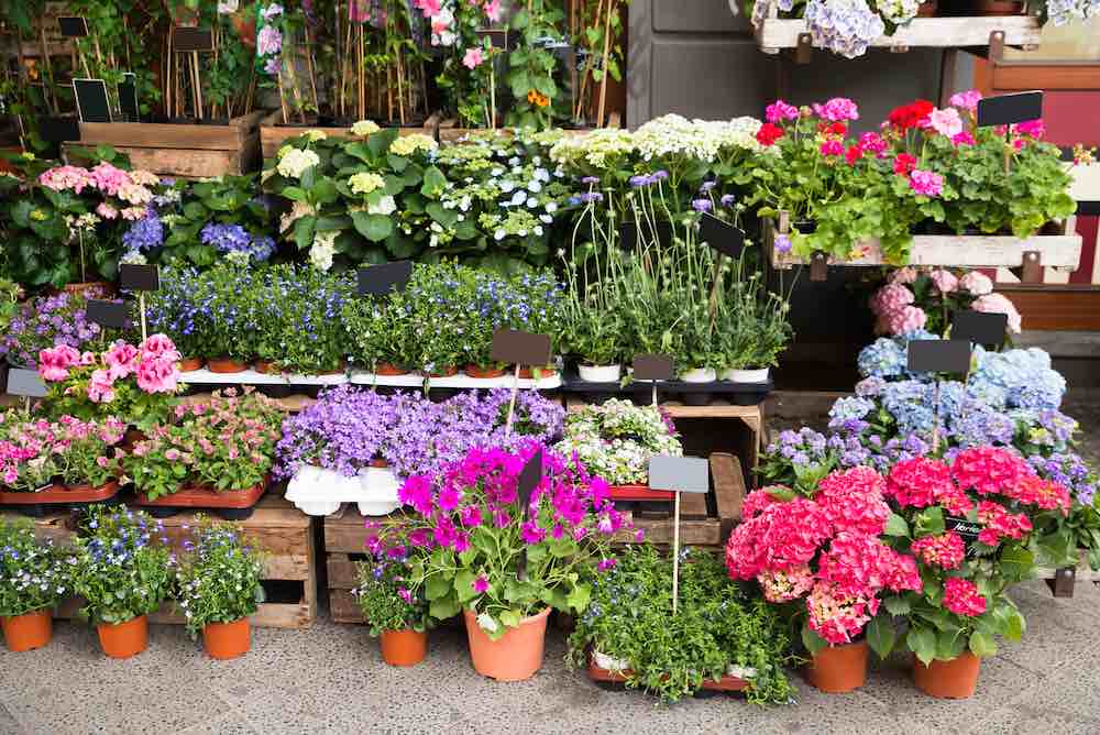 Garden and plant sale