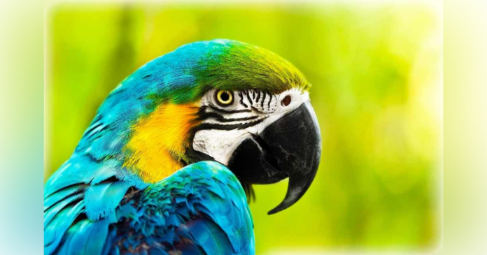 African macaw