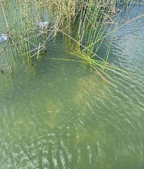 Blue Green Algae ALERT Lake MANN apr2022