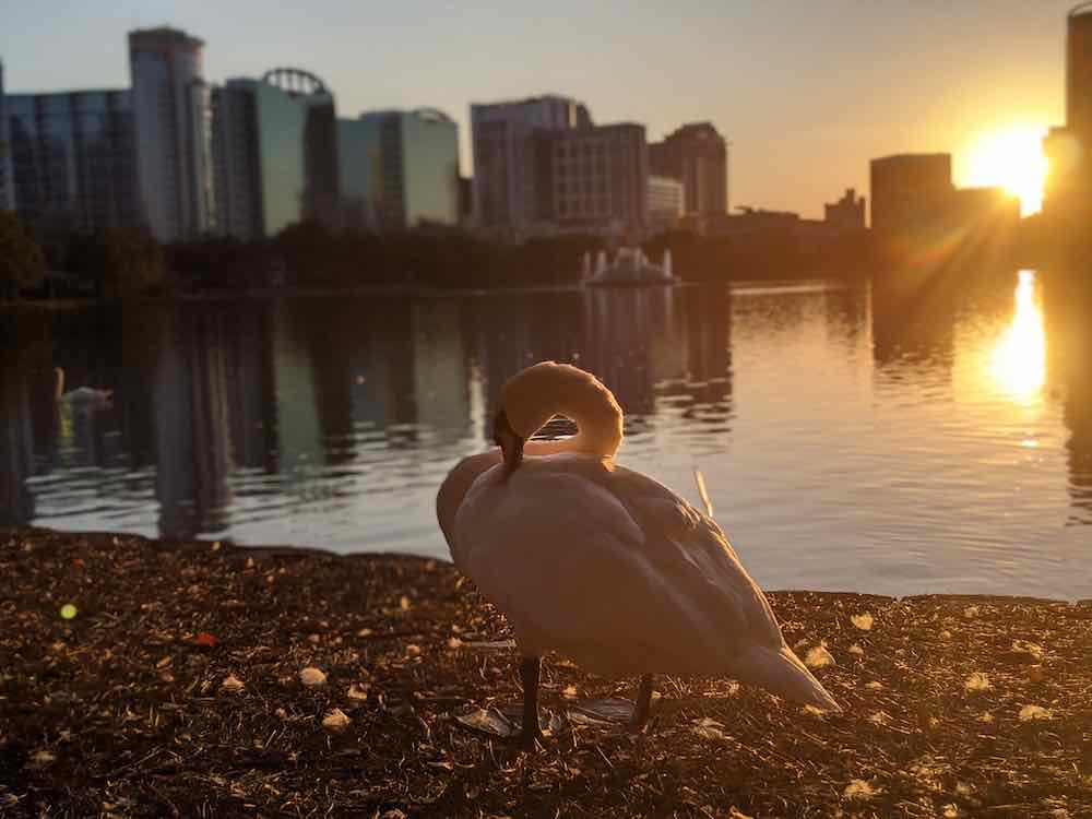 Swan at Lake Eola