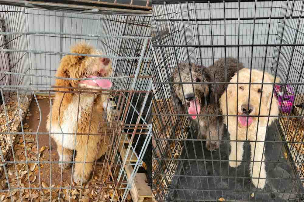 Lost dogs recovered by the Winter Park Police Department on May 21