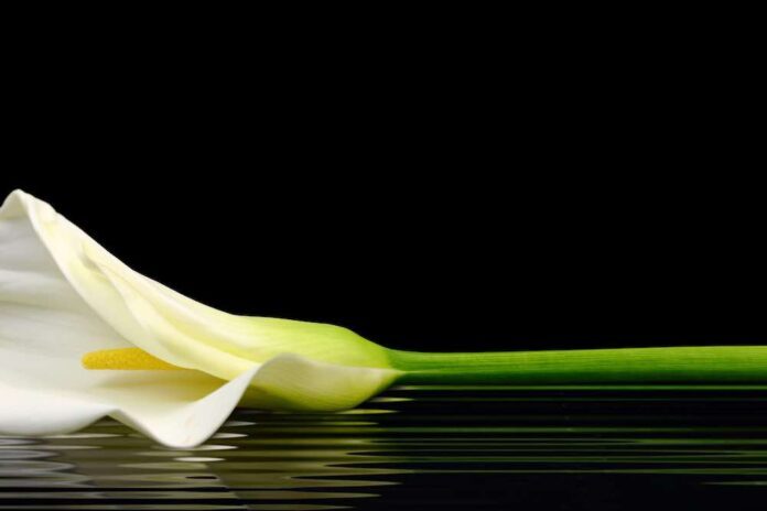 Obituary Obituaries Funeral white lily on water