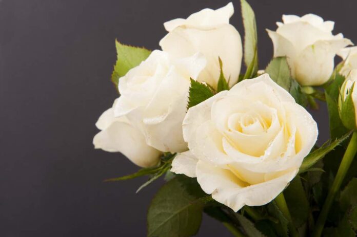 Obituary Obituaries Funeral white roses on black background