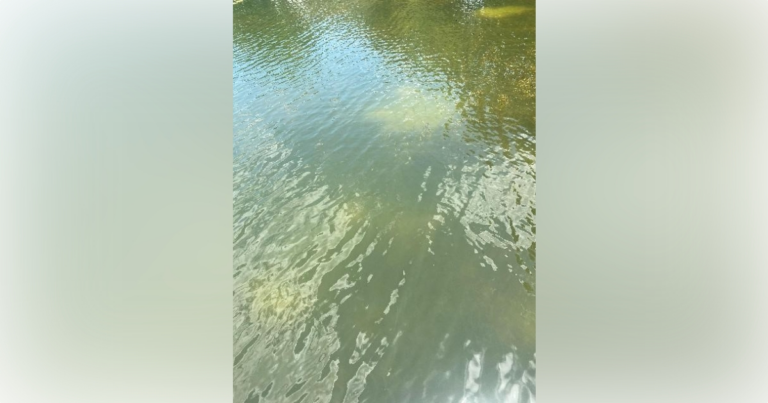 Blue-green algae caution issued for Lake Sue