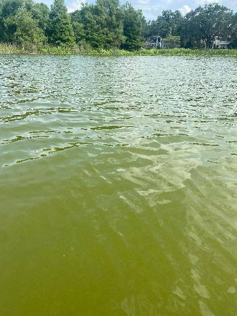 A blue-green algae alert was issued for Lake Ivanhoe on Monday, June 13