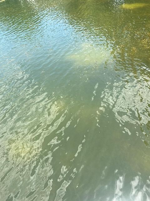 Blue Green Algae ALERT Lake SUE jun2022