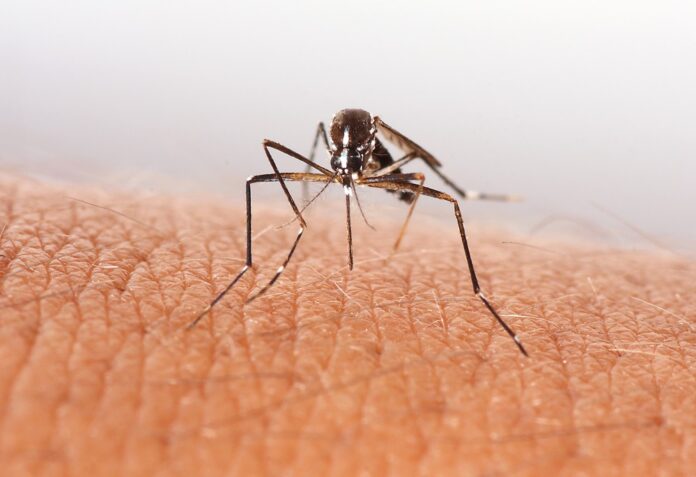 Closeup of mosquito on skin