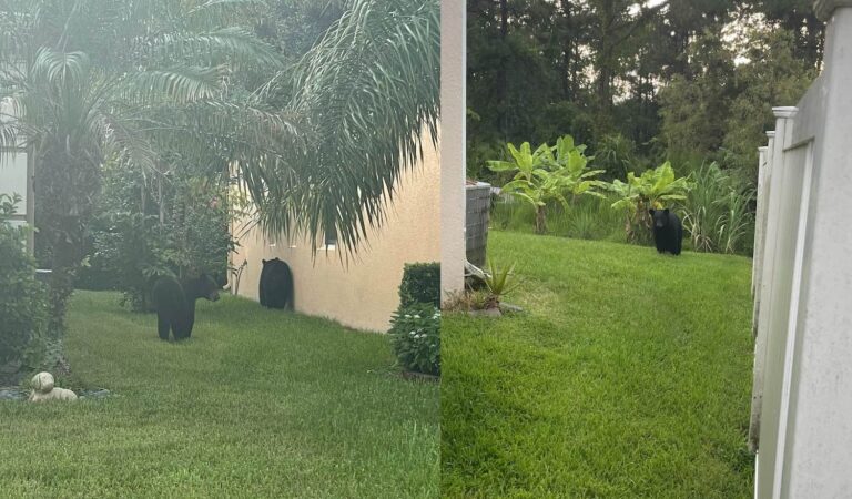 Black bears spotted in trash cans in Oviedo communities near CR 419