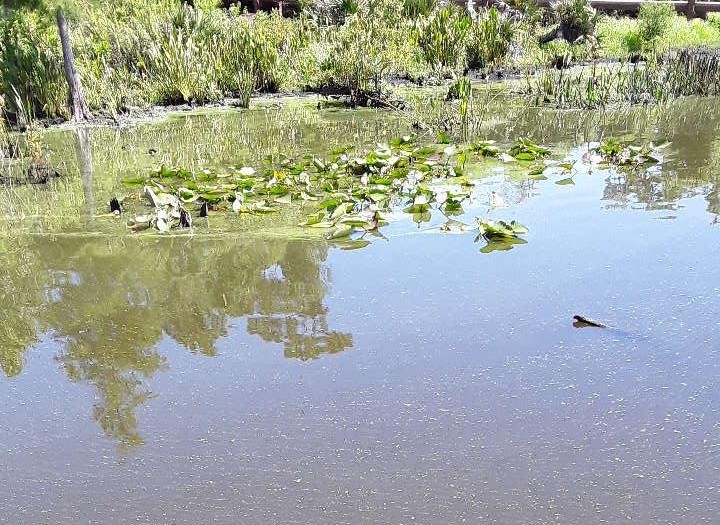 Health officials issue blue-green algae warning for Lake Speer