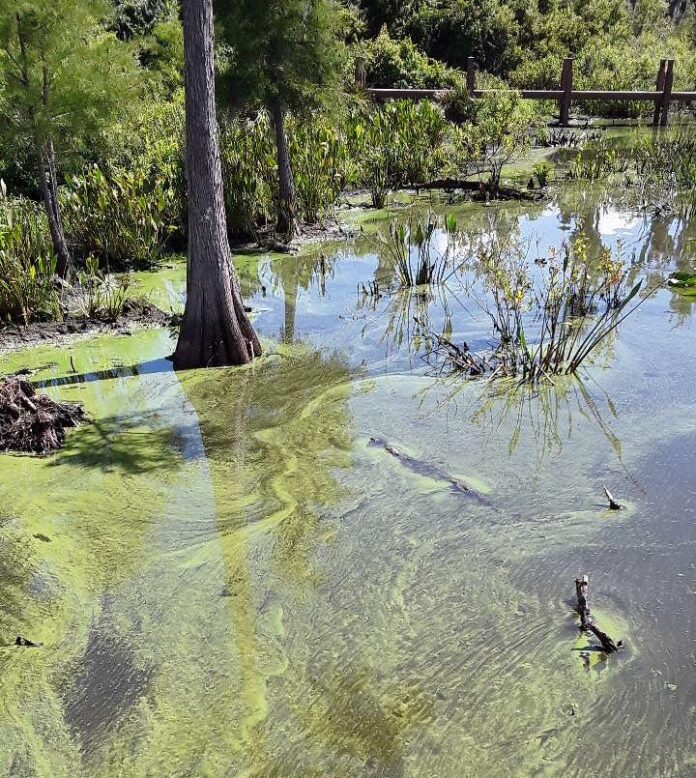 Blue-Green Algae caution for Lake Speer issued on July 11