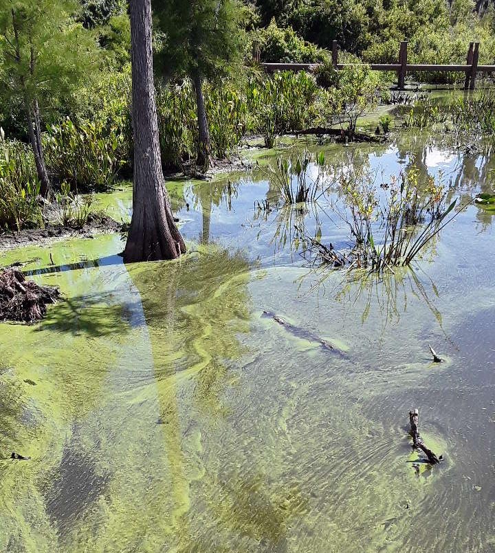 Blue-green algae warning still in effect at Lake Speer