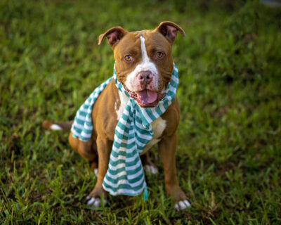 Buford is available for adoption at Osceola County Animal Services