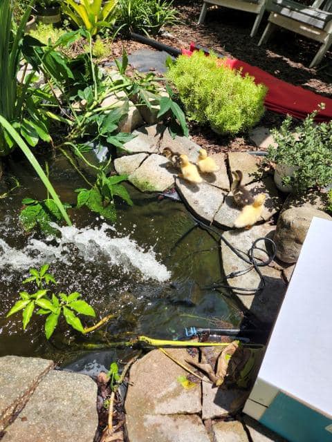 Ducklings have new home at Second Chance Animal Rescue in College Park