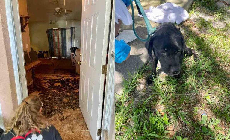 43-year-old arrested after dog dies from deplorable living conditions, three others found dead in cages