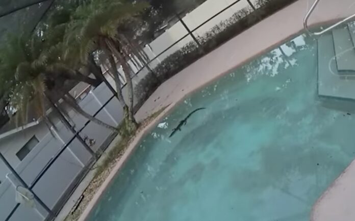 An alligator made its way into an Orange County residents pool on August 11
