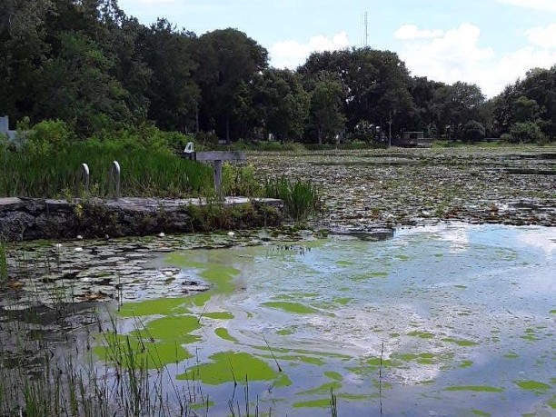Blue Green Algae Caution at Lake Roger on August 24