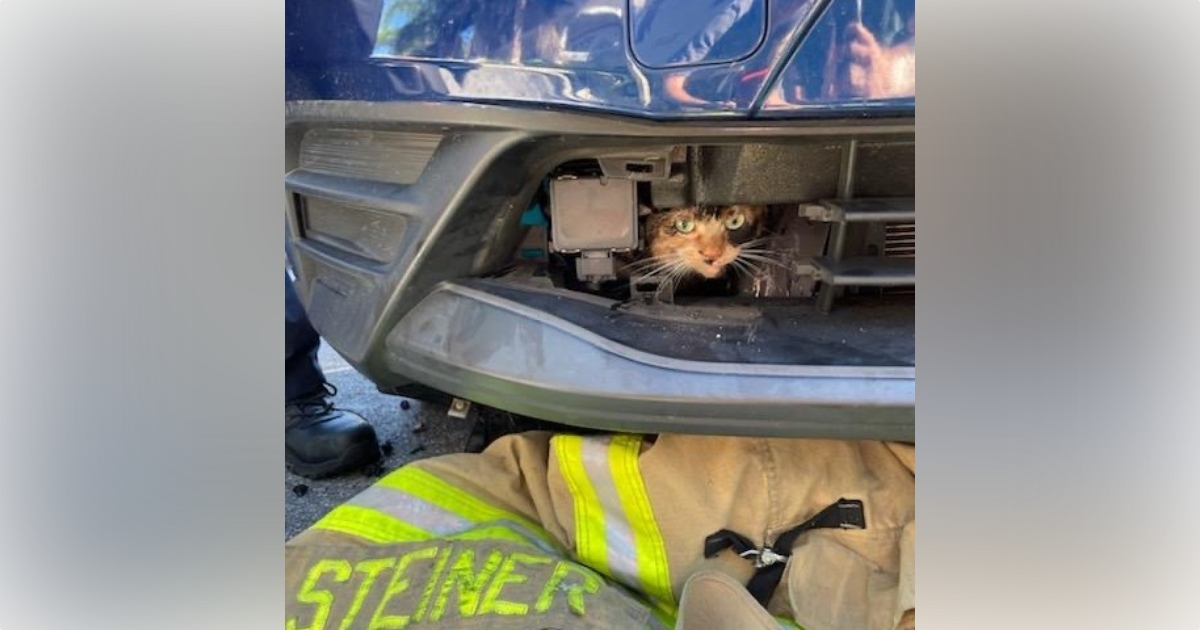 Cat stuck in car in Seminole County