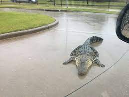 Alligator displaced in Oviedo by Hurricane Ian