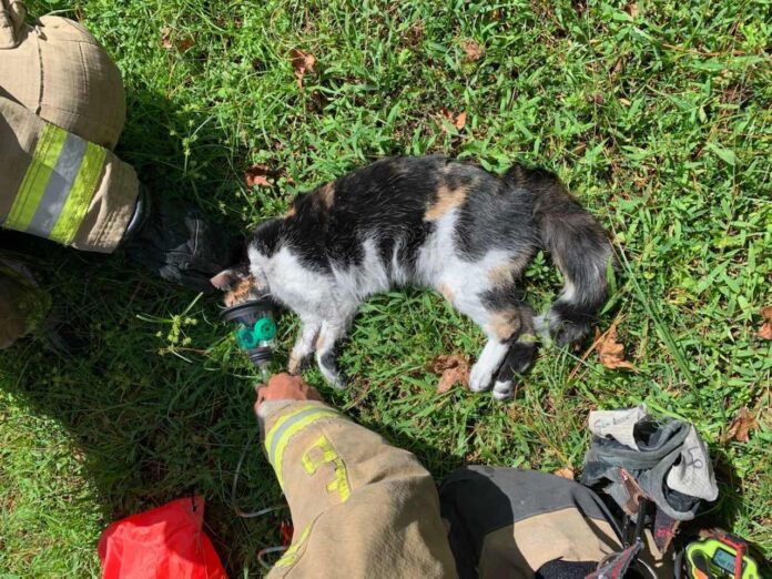 Firefighters render aid to cat after Winter Springs house fire