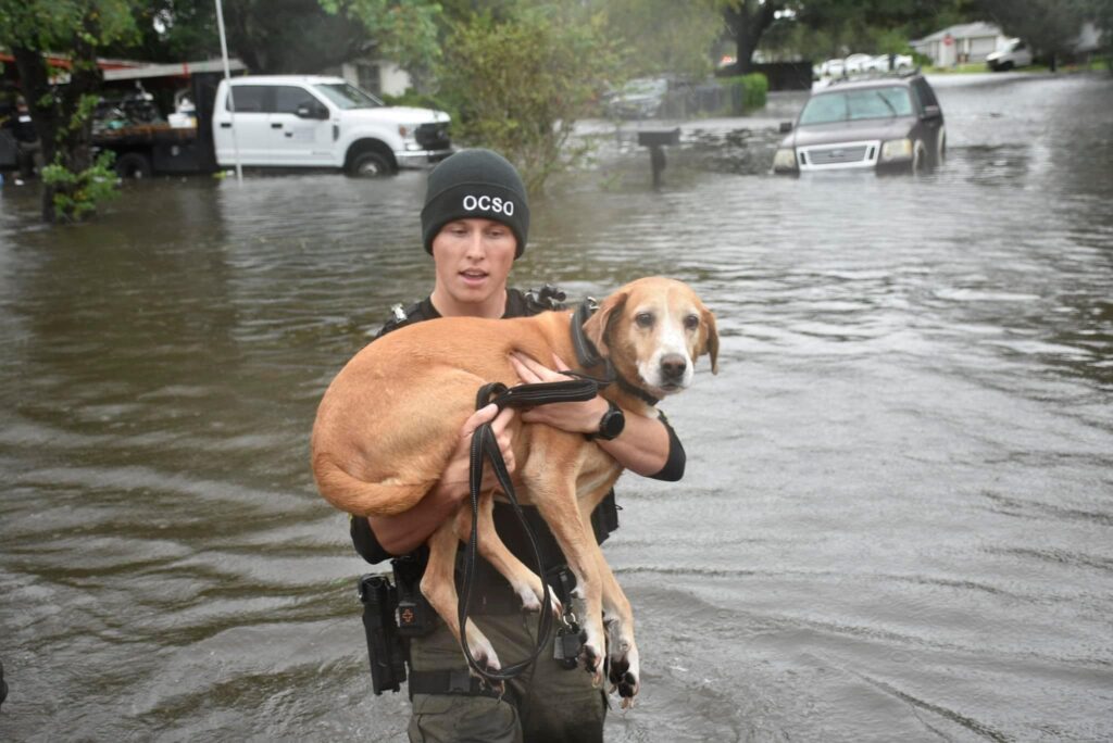 OCSO deputy saving dog in Orlo Vista