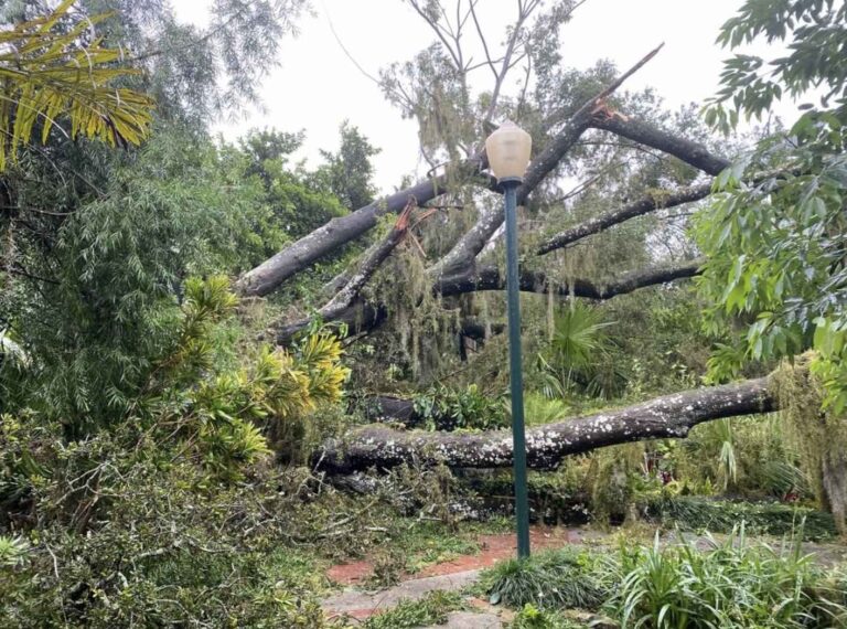 Leu Gardens closed as crews work to clean up storm damage