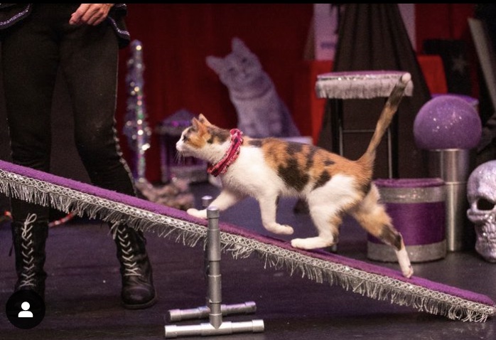 Acro-Cats, stars of Netflix ‘Cat People,’  performing in Orlando