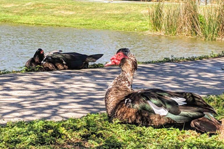 Muscovy ducks labeled ‘invasive,’ Winter Park approves removal