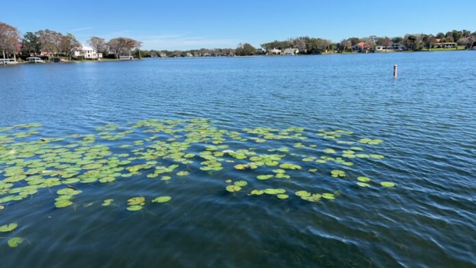 Blue Green Algal Alert for Lake Osceola