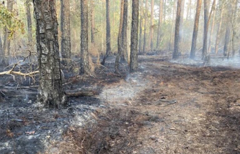 Brush fire extinguished in Longwood