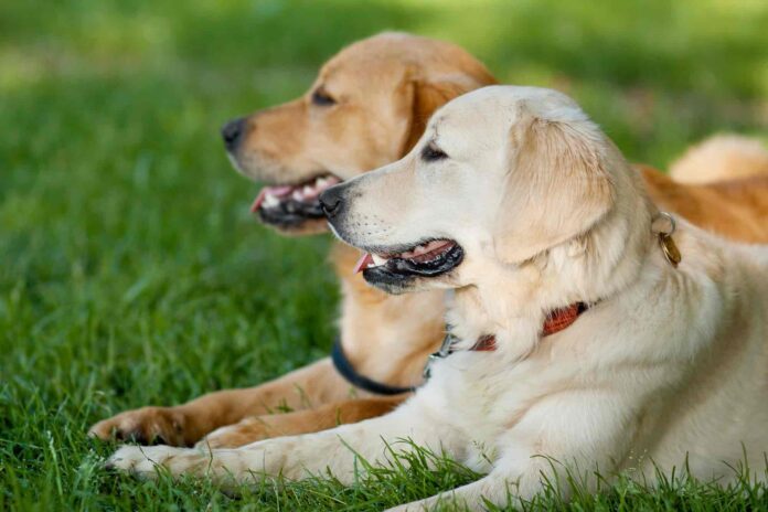 Golden Retriever dogs sitting on grass