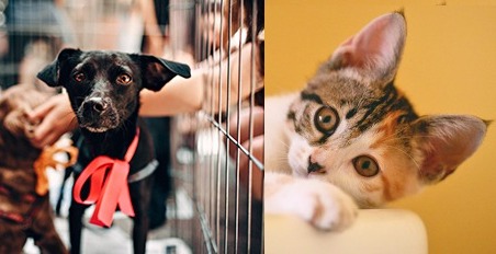 Dogs and cats for adoption