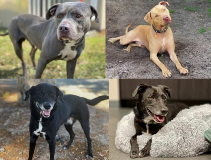 Dogs available for adoption in Osceola County as of March 26