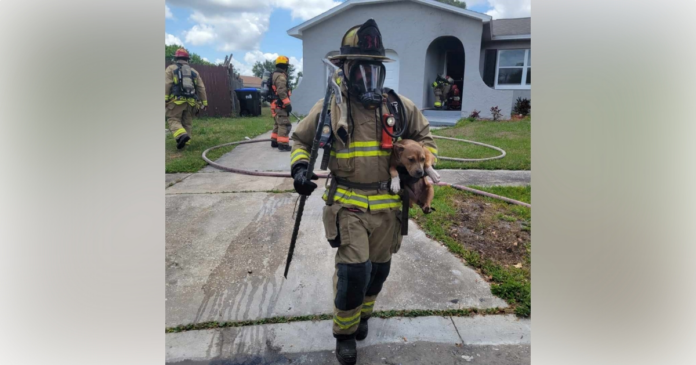 Puppy saved from house fire on April 25
