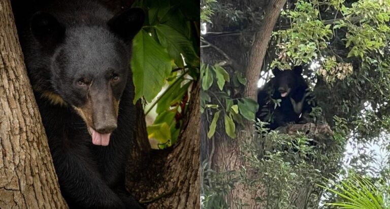 Black bear spotted in Orlando