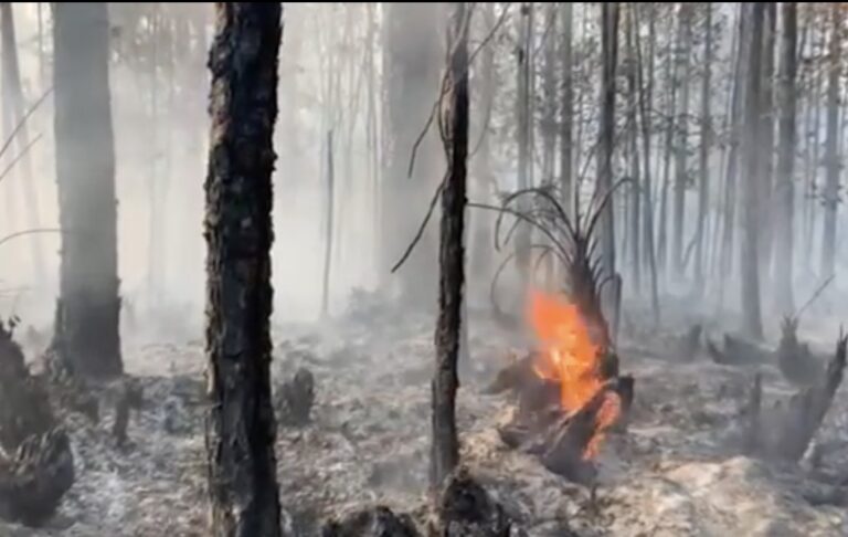 PETA writer warns of brush fire impact on Central Florida wildlife