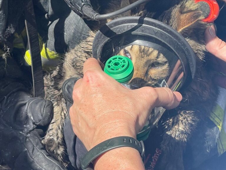 Cat receiving oxygen after fire in Metro West on April 22