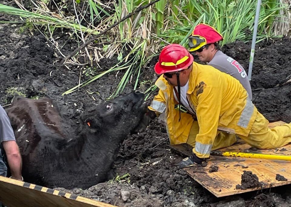 Crews with cow stuck in mud on April 2