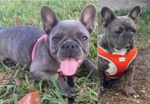 French bulldogs dognapped from Casselberry community