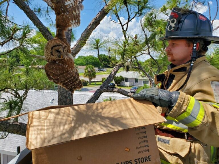 Kissimmee Fire Department firefighters help an owl stuck in fishing line on a tree on April 26
