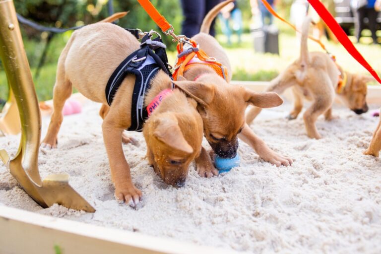 Puppies break ground at new Pet Alliance of Greater Orlando facility on S John Young Parkway