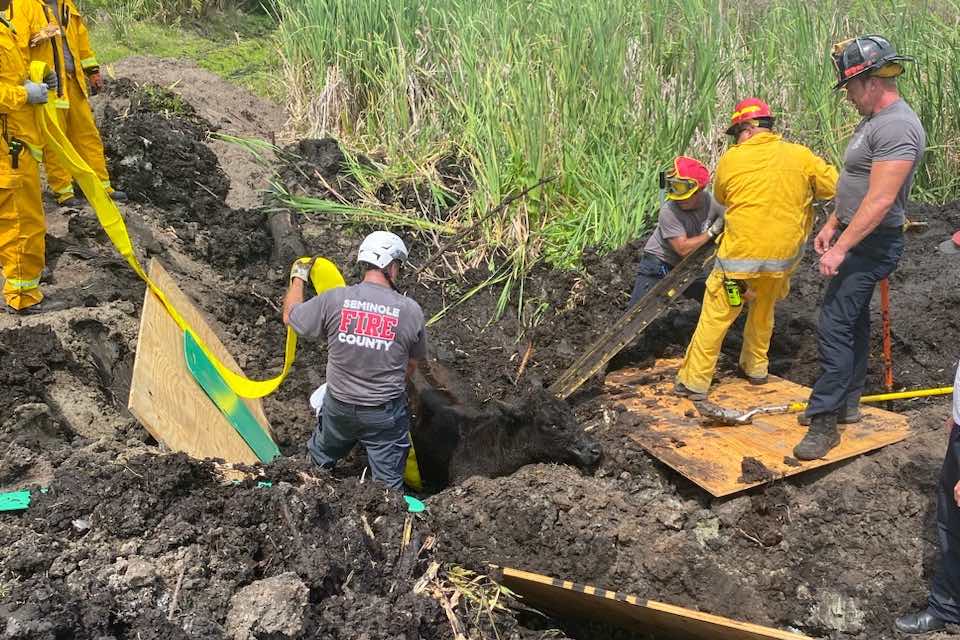 SCFD crews working to extricate cow on April 2