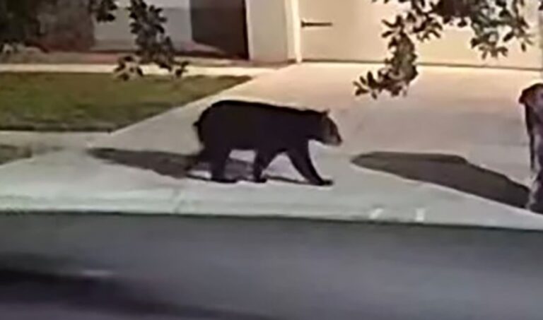 Black bear spotted in St. Cloud neighborhood on May 8
