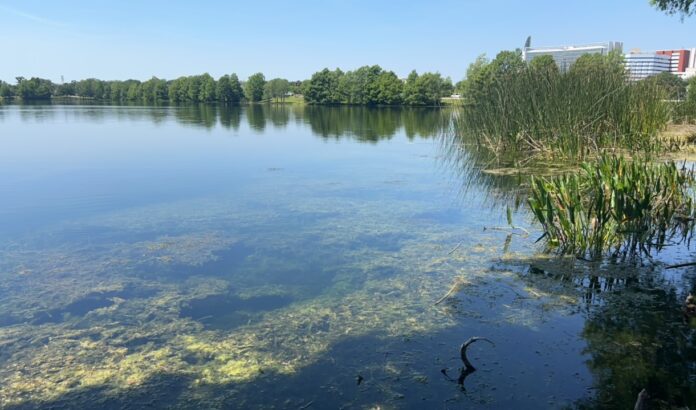 Blue Green Algae Lake ESTELLE 5.2023