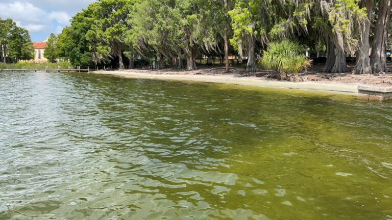 Blue-green algae alerts issued for four Orlando-area lakes