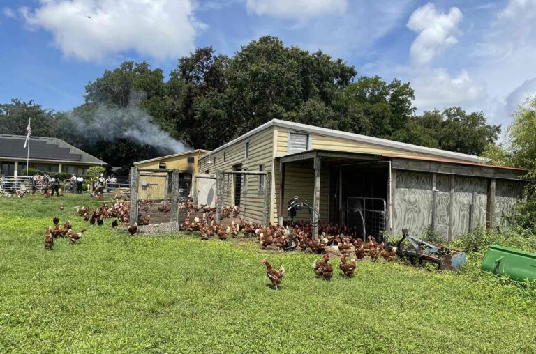Chicken coop catches fire in Ocoee