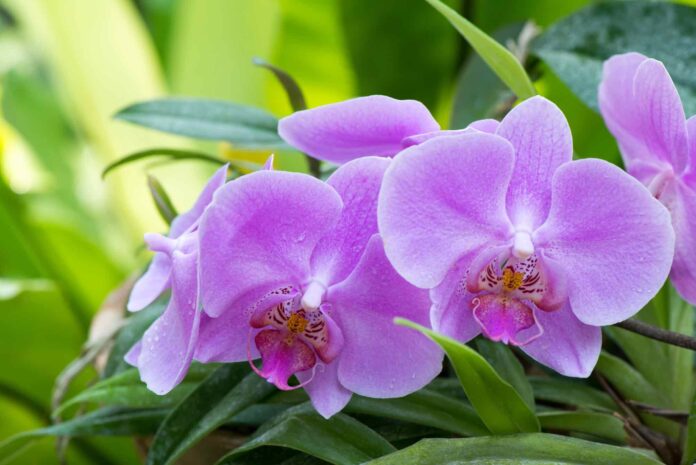Purple orchid, flowering bush close up
